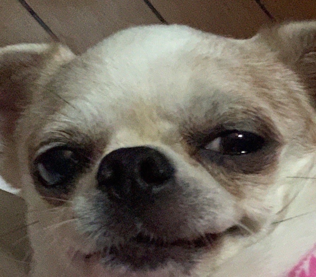 dog